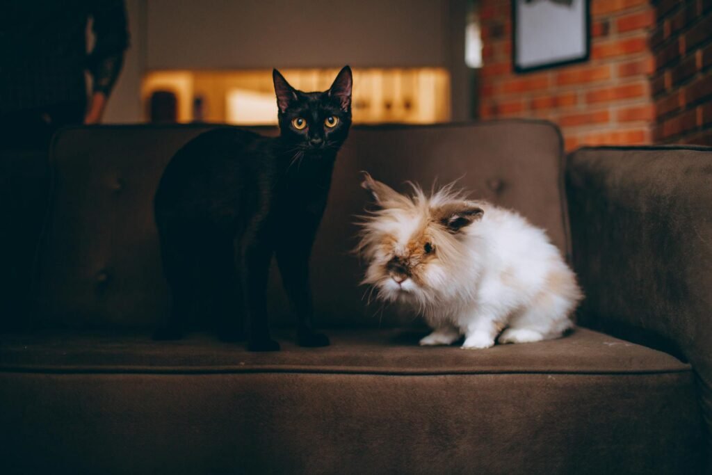 A black cat and a white rabbit sitting together on a brown couch.