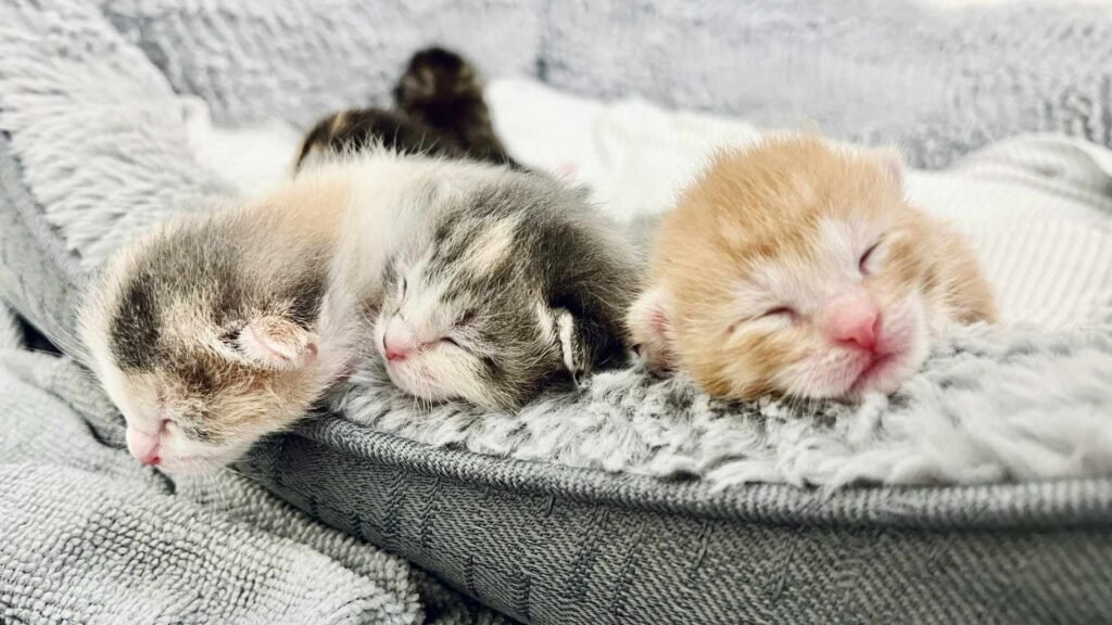 A group of three kittens sleeping in a fluffy basket.