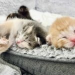 A group of three kittens sleeping in a fluffy basket.