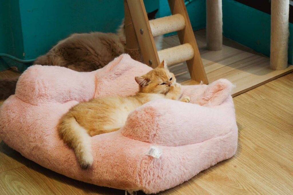 An orange cat lying on a couch style pink cat bed.