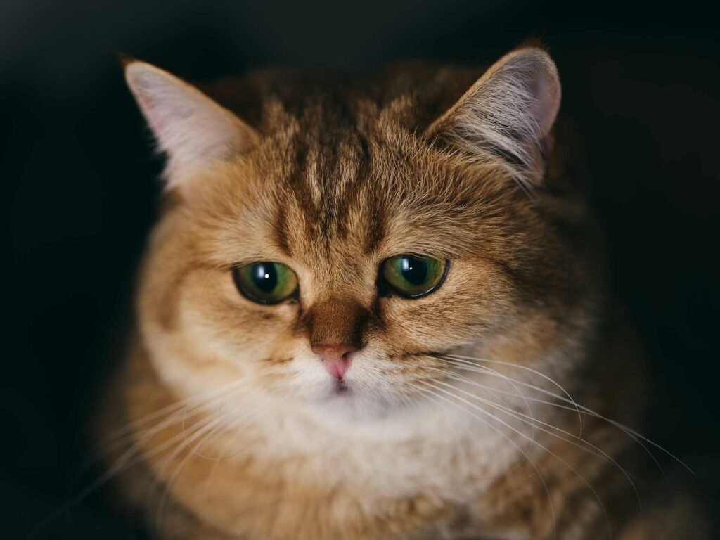 A sad looking cat with green eyes on a dark background.