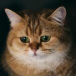 A sad looking cat with green eyes on a dark background.