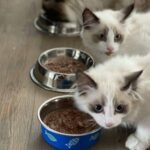 Two kittens looking to the side instead of eating out of their food bowls.