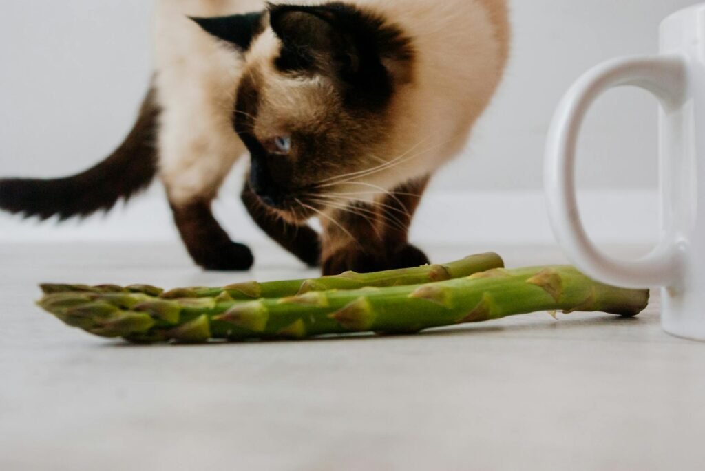 A siamese cat standing on a white table behind some asparagus and a white cup.