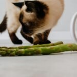 A siamese cat standing on a white table behind some asparagus and a white cup.