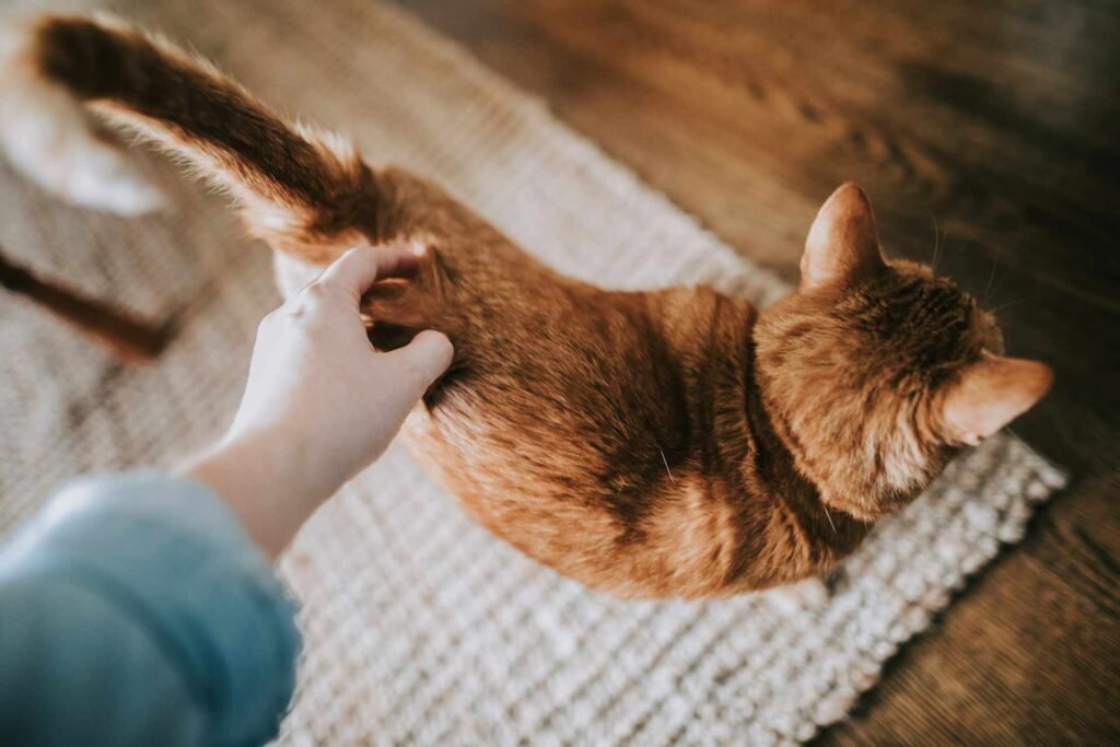 An orange cat on a grey carpet getting scratches close to its tail.