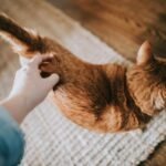 An orange cat on a grey carpet getting scratches close to its tail.