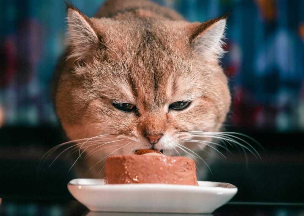 A cat eating wet food out of a white bowl.