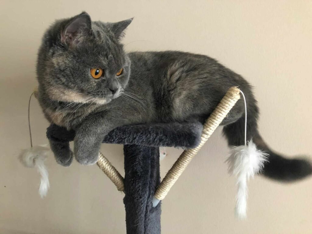 A grey cat on top of a black cat pole with feathers to the side.