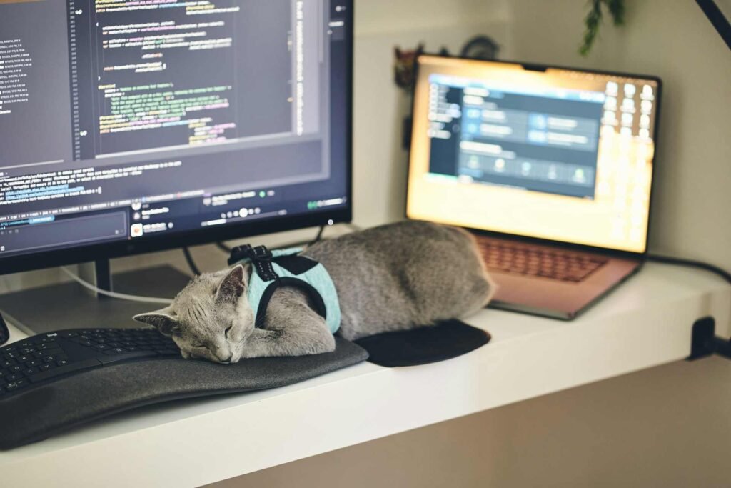 A grey cat with a harness sleeping on a keyboard at a home office setup.