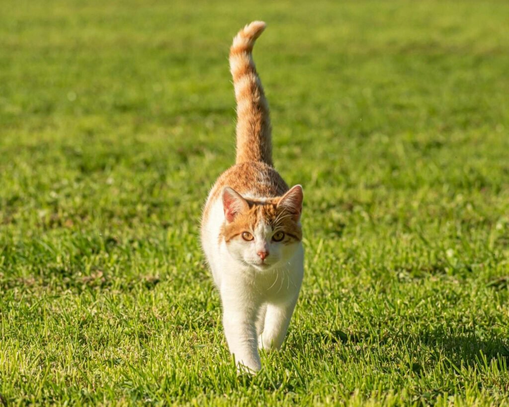 An orange and white cat walking towards the camera on grass with their tail up.