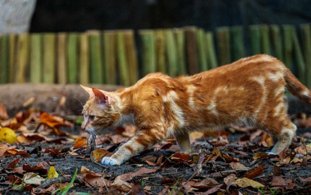 An orange cat hunting outside walking on some leaves.