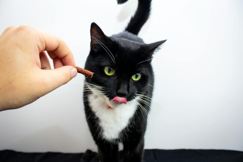 A person giving a black and white cat with green eyes a brown treat.