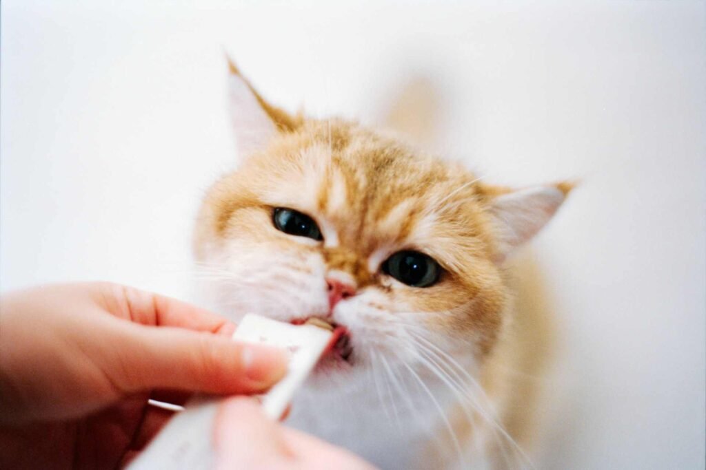 A person hand feeding a cute cat with creamy treats.