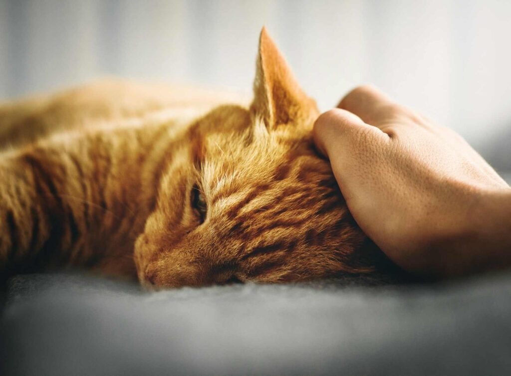 A person holding their hand on the head of an orange cat.