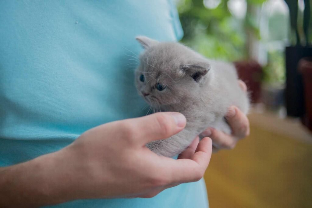 A person in a blue shirt holding a gray kitten.