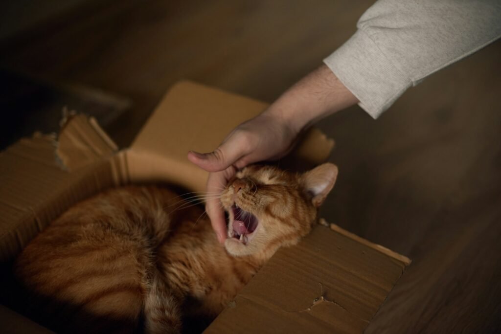 A person petting an overstimulated orange cat lying in box.