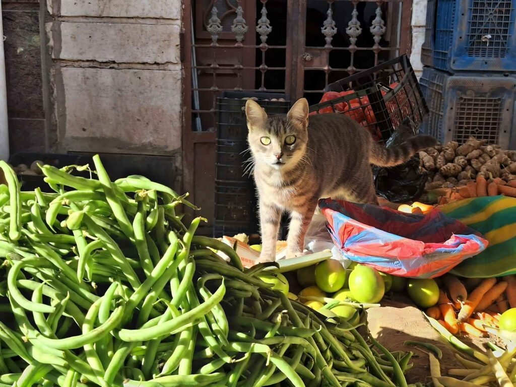 A tabby cat standing in the middle of many different vegetables.