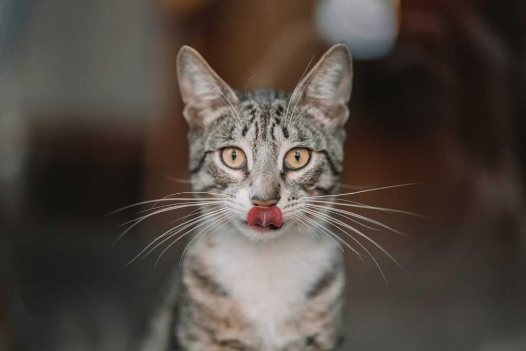 A tabby cat with large whiskers licking its mouth.