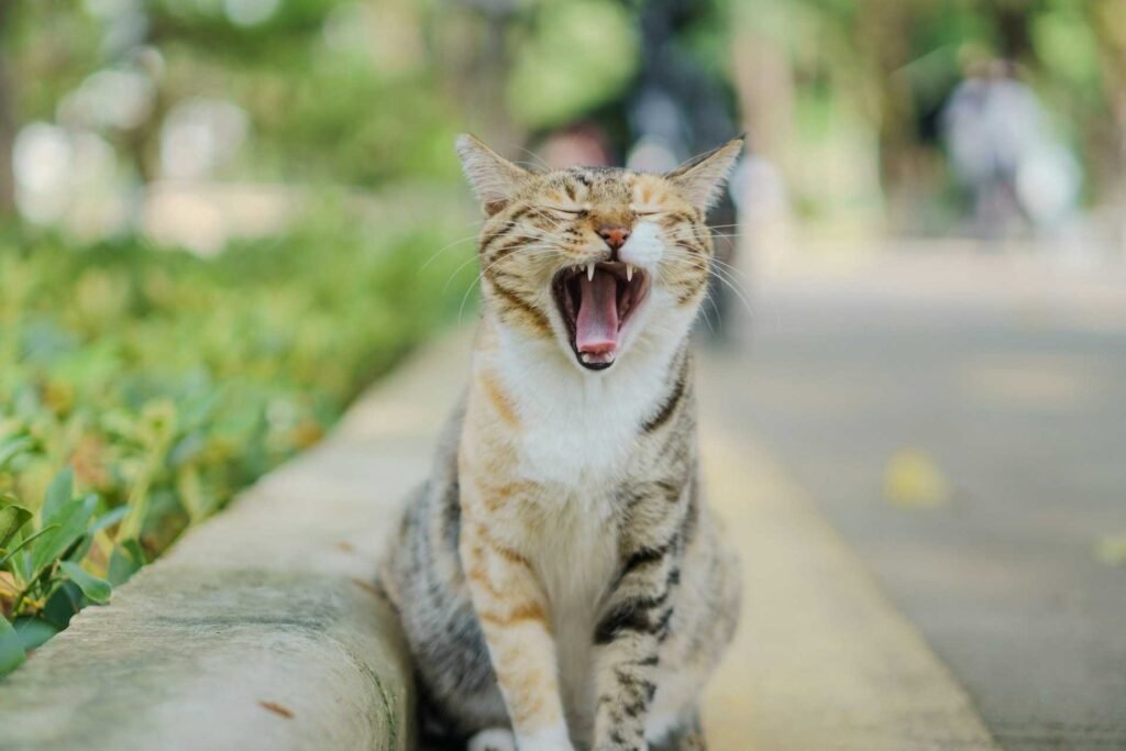 A tabby cat yawning outdoors on a sidewalk.