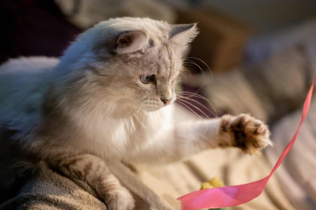 A white cat playing with a pink ribbon looking slightly bored.