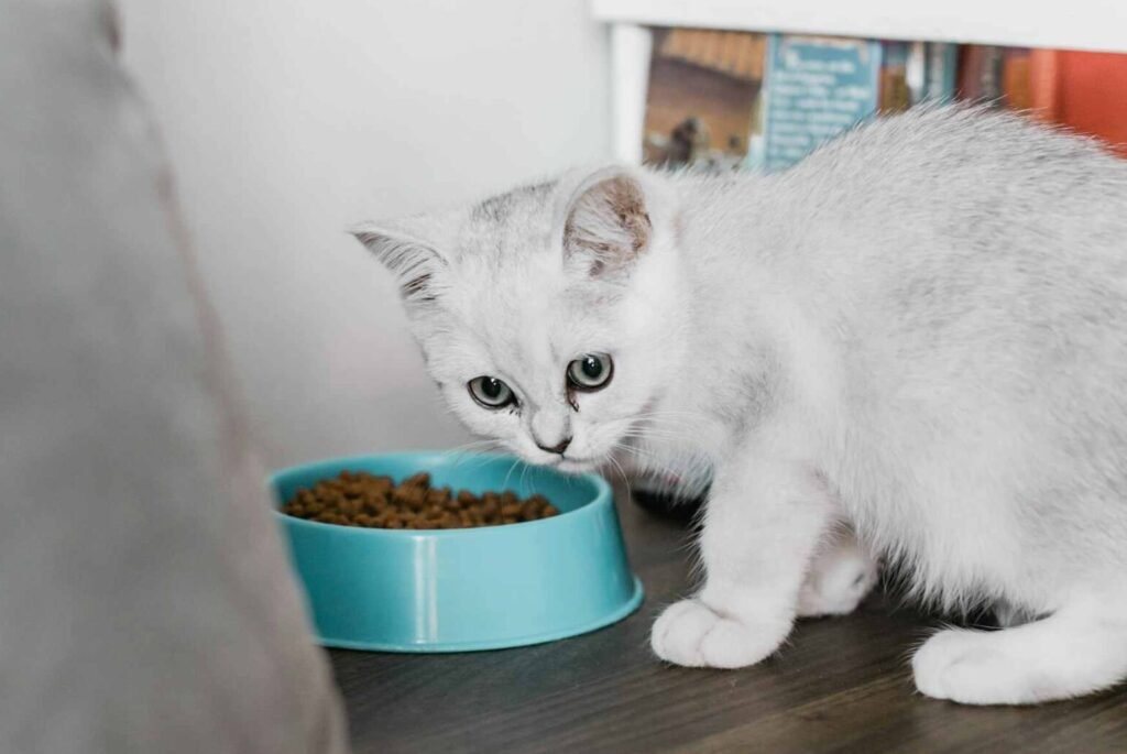 A young white cat in front of a blue cat food bowl.