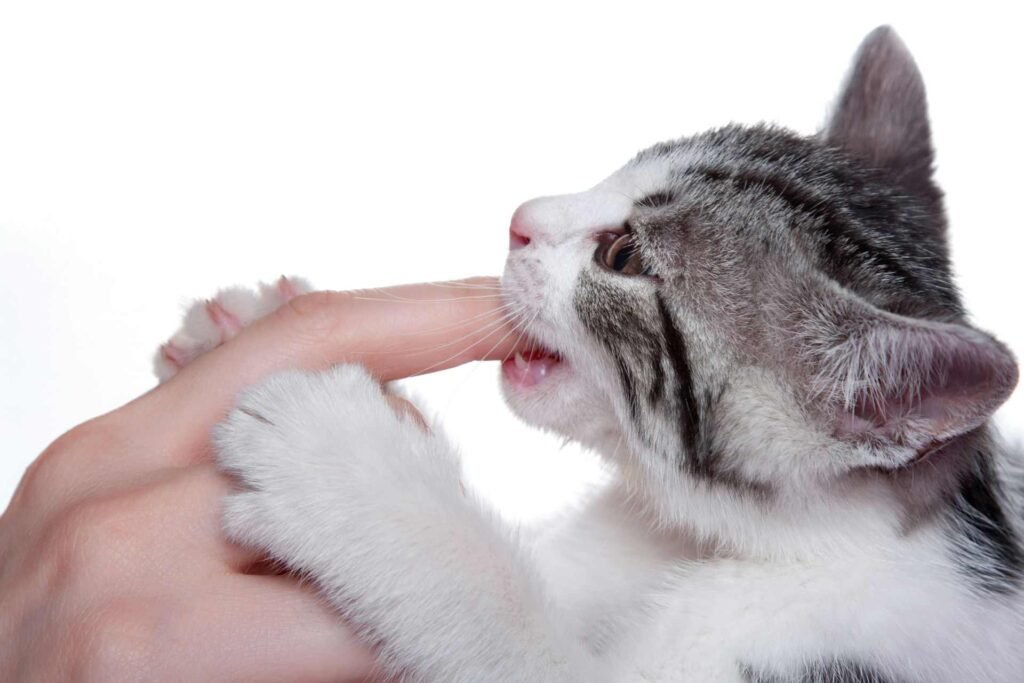 A black and white kitten with small teeth biting someones finger.