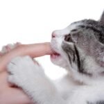 A black and white kitten with small teeth biting someones finger.