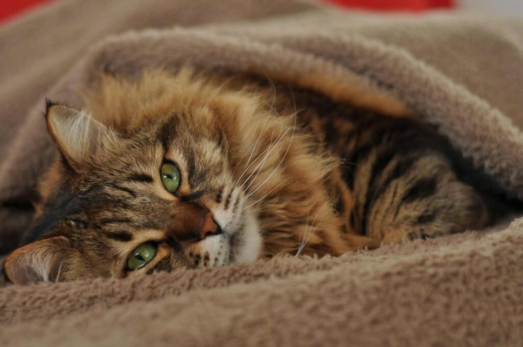 Choosing the Best Blanket for Your Cat: A Blanket Buyer’s Guide