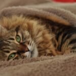 A fluffy tabby cat resting wrapped in a brown blanket.