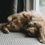 A fluffy cat laying in front of a glass door in a weird position.