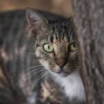 A tabby cat with big green eyes next to a tree looking directly into the camera.