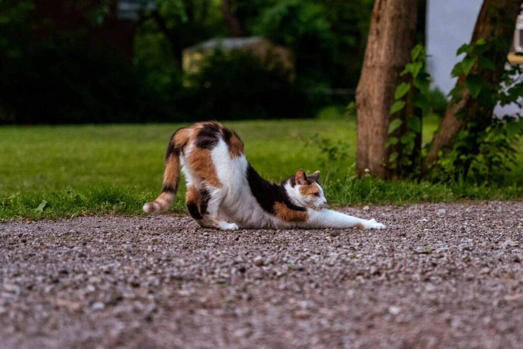 A calico cat stretching on a way next to some grass.