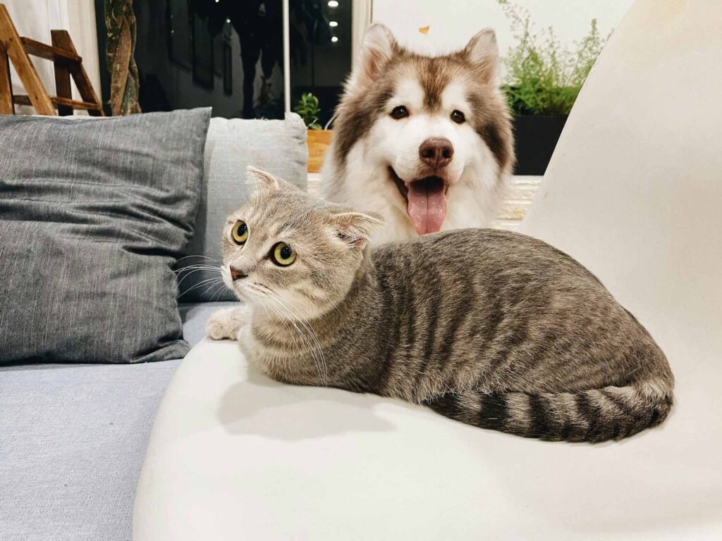 A grey cat sitting on a couch in front of a dog with an open mouth.