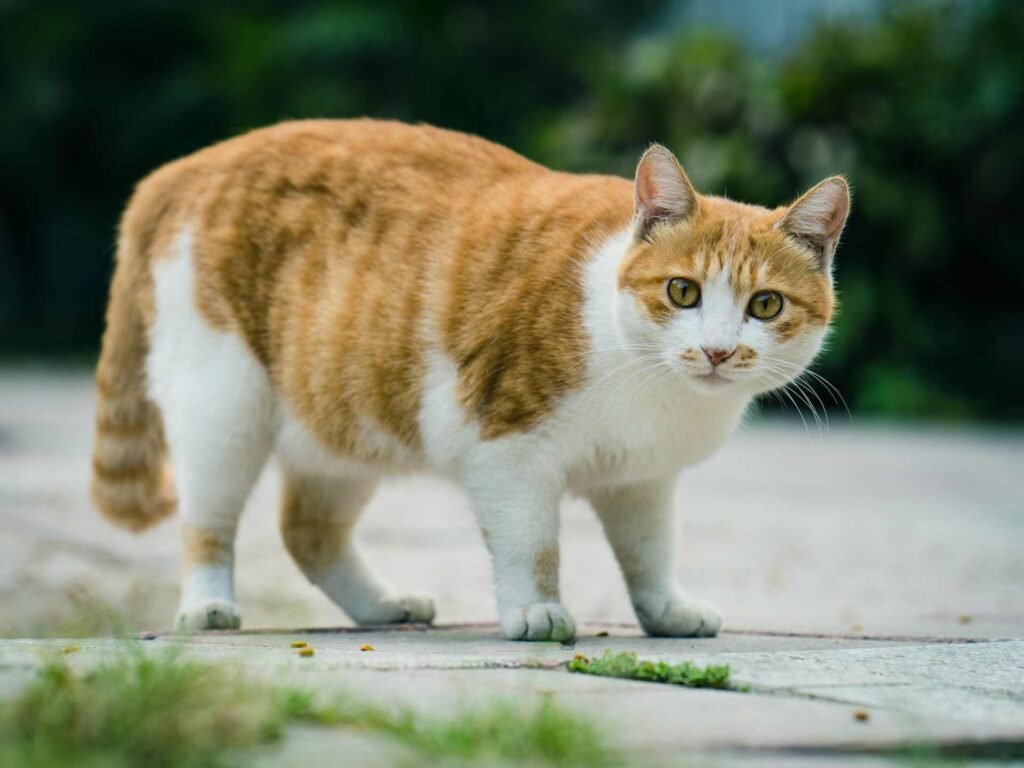 An orange and white overweight cat standing on a concrete road.