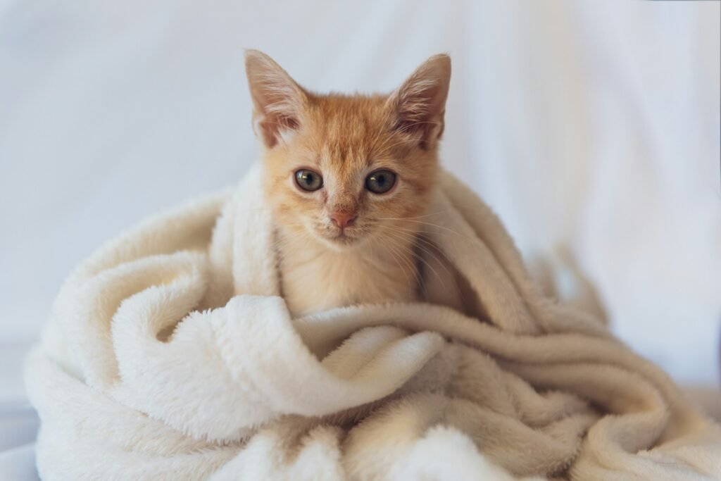 An orange kitten in a fluffly white blanket.