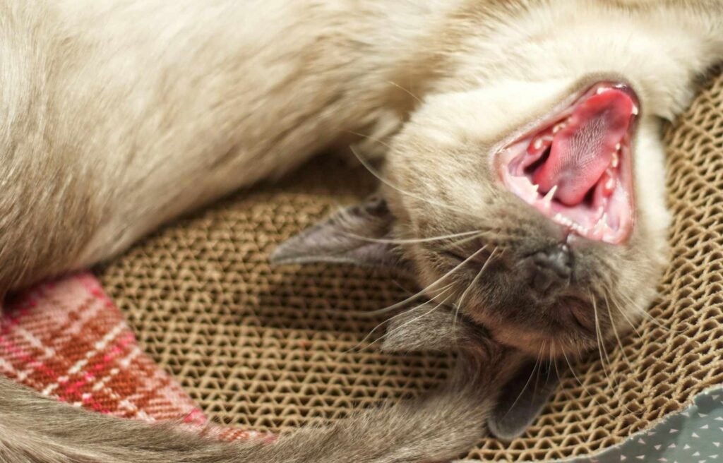 A siamese cat lying on its back with an open mouth showing all its teeth.