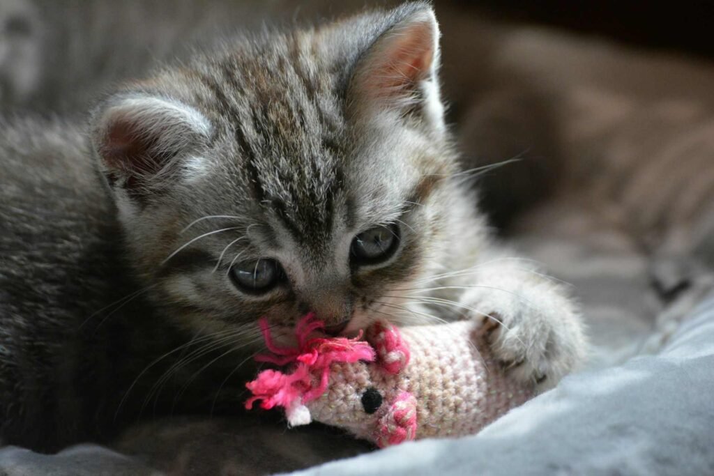 A silver tabby kitten playing with a toy mouse.