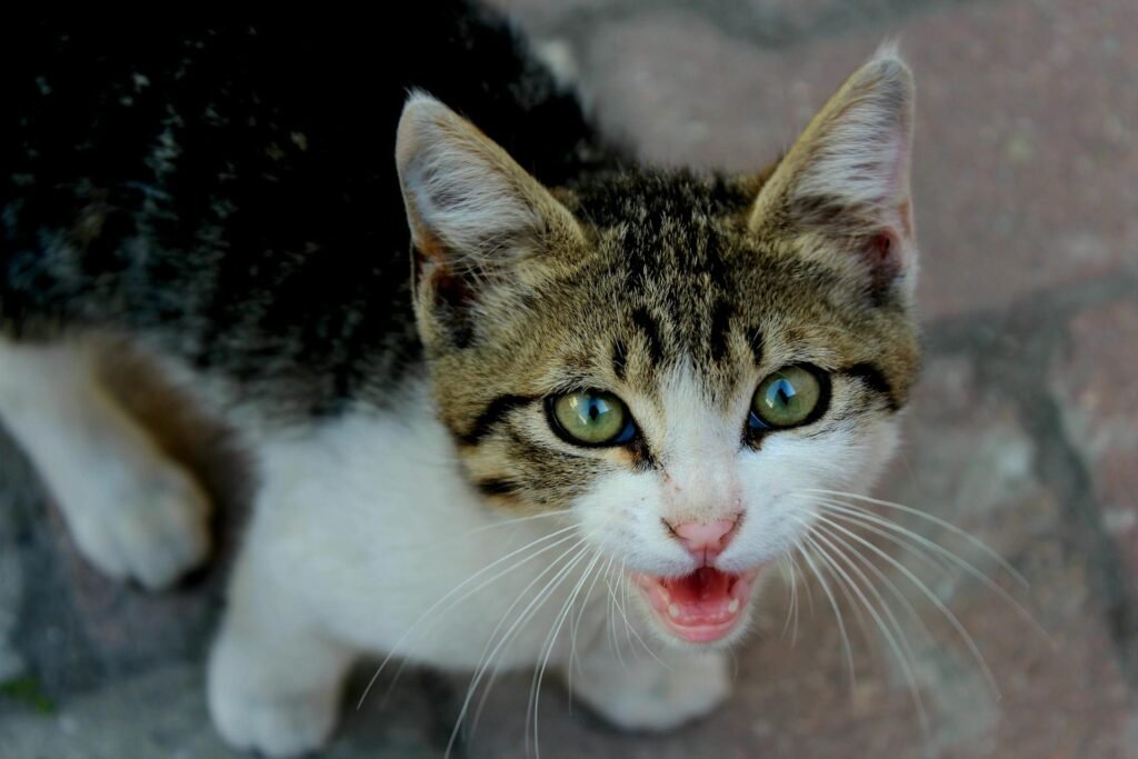 A small tabby cat looking up and meowing at someone.