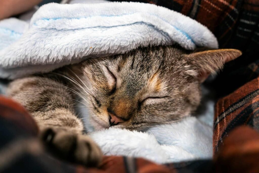A tabby cat sleeping wrapped inside a white blanket.