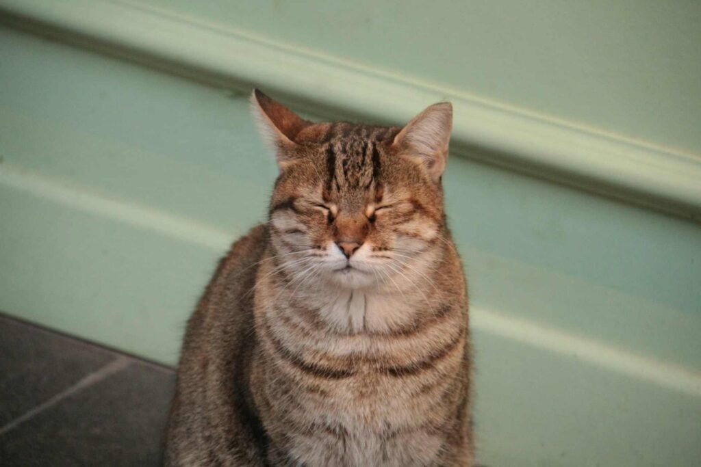 A tabby cat slow blinking at someone while sitting.