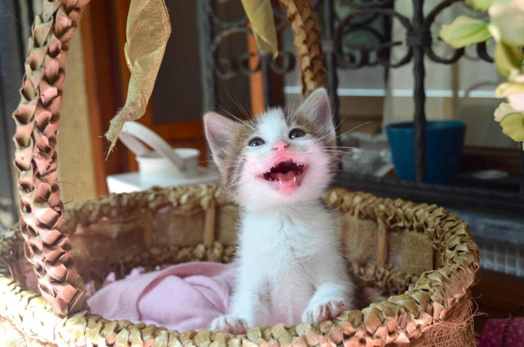 A white and brown kitten in a basket showing its small teeth with an open mouth.
