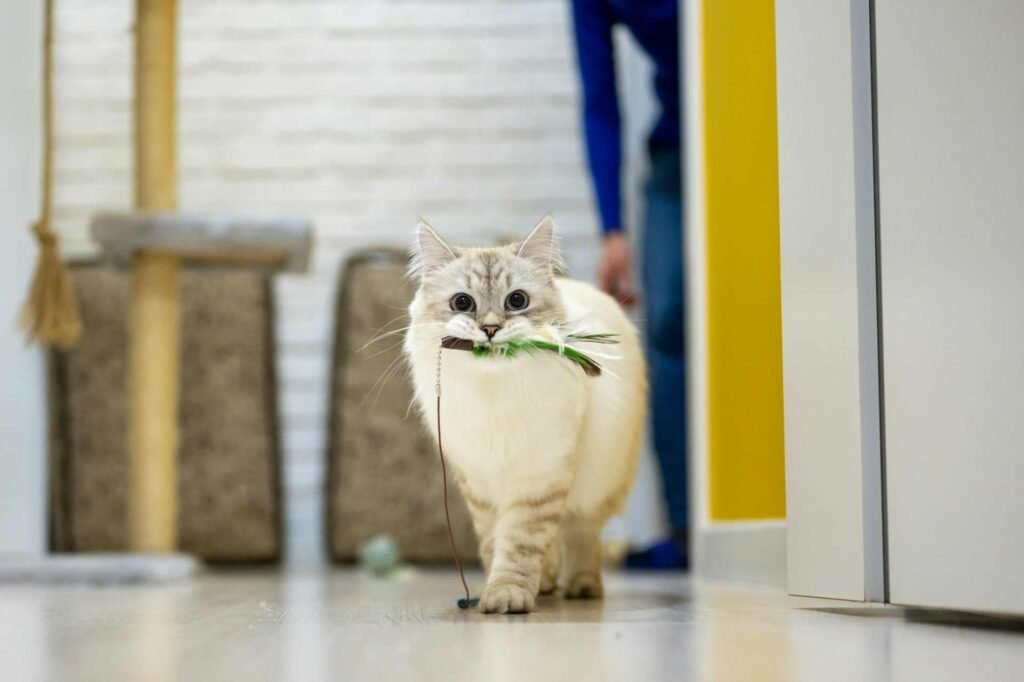 A white cat walking on the floor with a feather wand in its mouth.