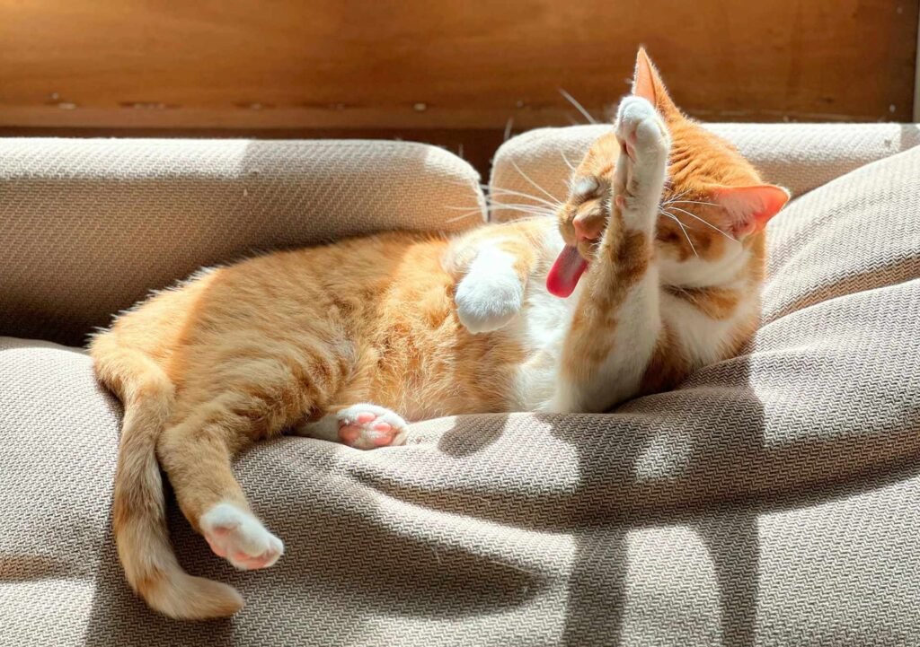 An orange cat cleaning itself on a couch with some sunlight.