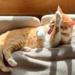 An orange cat cleaning itself on a couch with some sunlight.