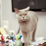 A grey cat standing on a table about to knock over a cup with pens.