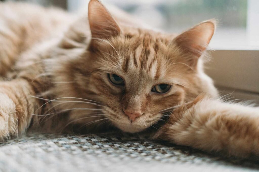 A bored looking orange and fluffy cat lying on a carpet in front of a door.