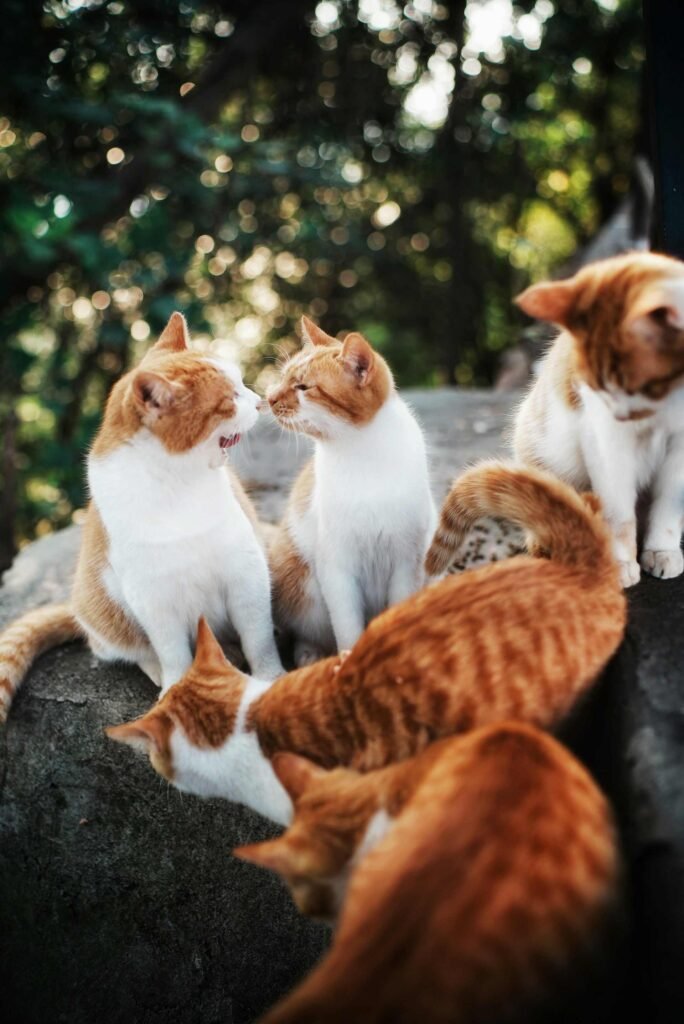 Five orange and white cats on some rocks with some trees in the background.