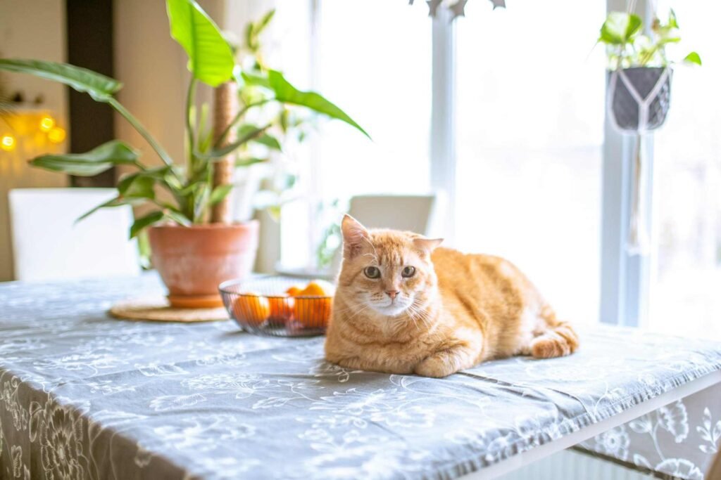 An orange cat sitting on a table with some oranges and a plant.